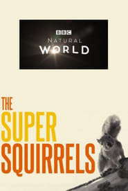 Super Squirrels' Poster