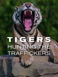 Tigers Hunting the Traffickers' Poster