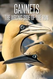 Gannets The Wrong Side of the Run' Poster