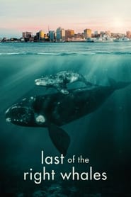 Last Of The Right Whales' Poster