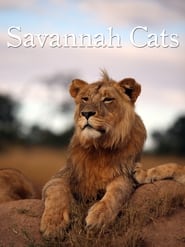 Savannah Cats' Poster