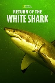 Return of the White Shark' Poster