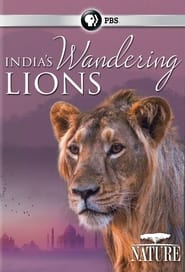 Indias Wandering Lions