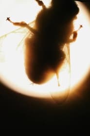 Camera Insectorum  Apis Mellifera' Poster