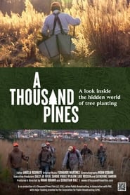 A Thousand Pines' Poster