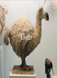 Dodo' Poster