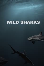 Wild Sharks' Poster