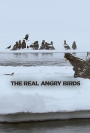 The Real Angry Birds' Poster