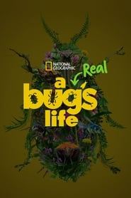 A Real Bugs Life' Poster