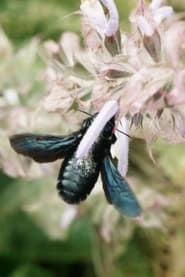 Wo die wilden Bienen wohnen' Poster