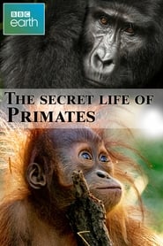 The secret life of Primates' Poster