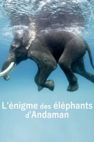 Lnigme des lphants dAndaman' Poster