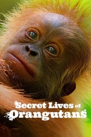 Secret Lives of Orangutans' Poster