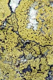 Lichens Are The Way' Poster