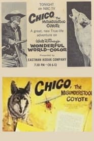 Chico the Misunderstood Coyote