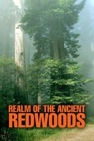 Realm of the Ancient Redwoods' Poster