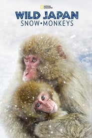 Wild Japan Snow Monkeys