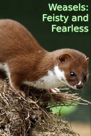 Weasels Feisty and Fearless' Poster