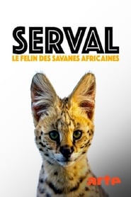 Servale  Afrikas unbekannte Katzen' Poster