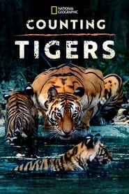 Counting Tigers' Poster