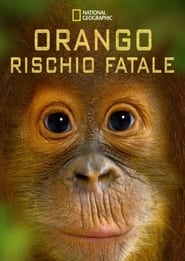 Orango rischio fatale' Poster