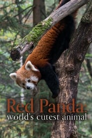 Red Panda Worlds Cutest Animal' Poster