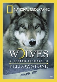 Wolves A Legend Returns to Yellowstone