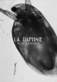 Daphnia' Poster