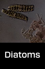 Diatoms' Poster