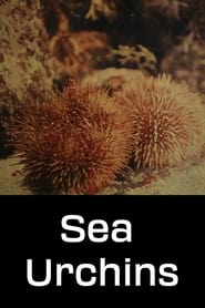 Sea Urchins' Poster