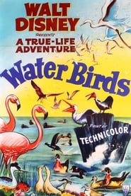 Water Birds' Poster