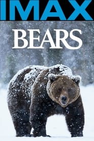Bears' Poster