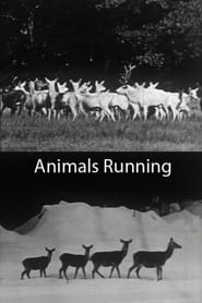 Animals Running' Poster