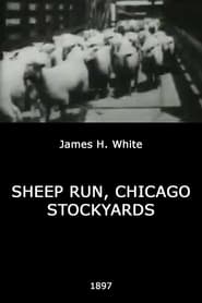 Sheep Run Chicago Stockyards' Poster