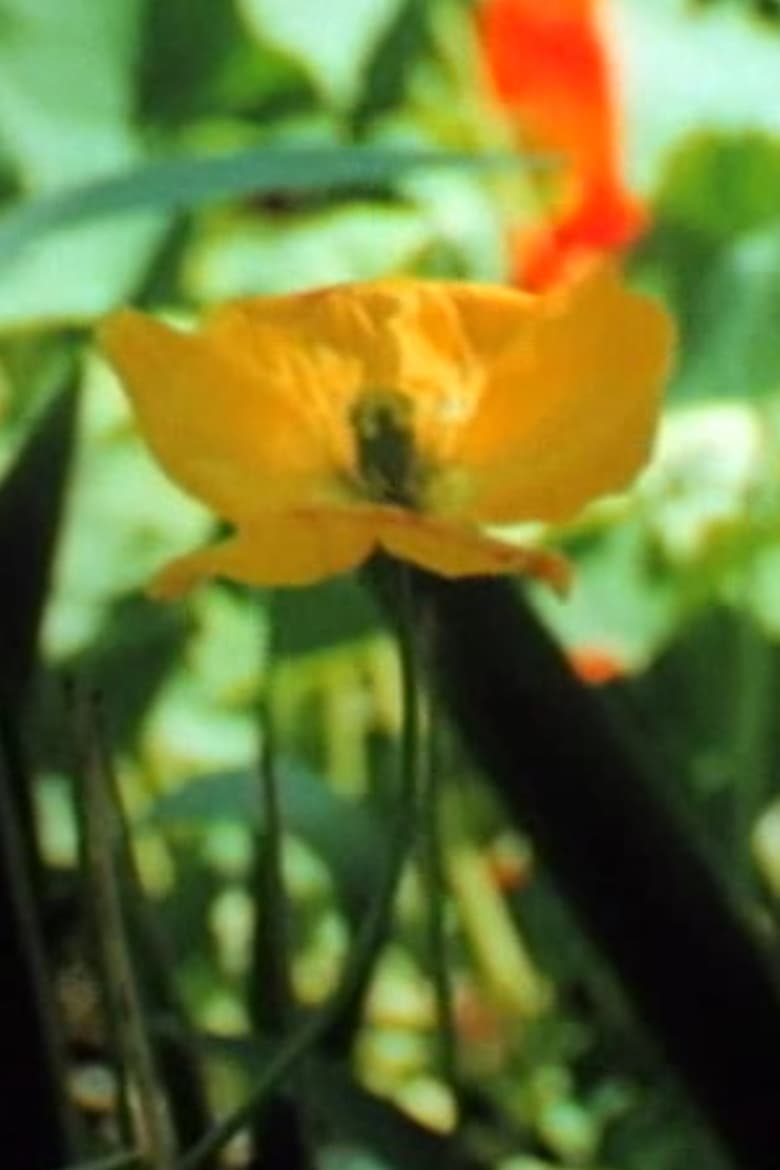 In a Summer Garden Poster