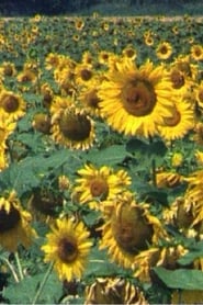 Les Tournesols' Poster