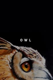Owl' Poster
