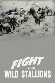 Fight of the Wild Stallions' Poster
