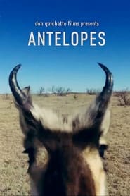 Antelopes' Poster
