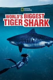 Worlds Biggest Tiger Shark