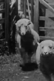 Sheep Coming Through Chute Humuula Ranch Hawaii' Poster