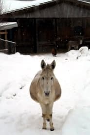 Esel mit Schnee' Poster