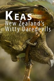 Keas New Zealands Witty Daredevils' Poster