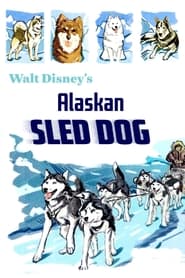 Alaskan Sled Dog' Poster