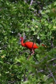 Caroni' Poster