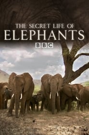 Streaming sources forThe Secret Life of Elephants