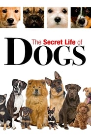Secret Life of Dogs' Poster