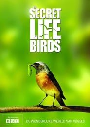 The Secret Life of Birds' Poster