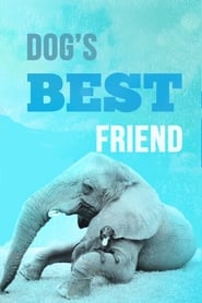 Dogs Best Friend' Poster