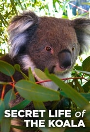 Secret Life of the Koala' Poster